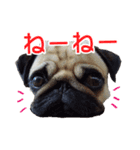 吉田さんちのあんずちゃん（個別スタンプ：2）