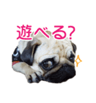 吉田さんちのあんずちゃん（個別スタンプ：3）