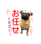 吉田さんちのあんずちゃん（個別スタンプ：8）