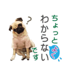 吉田さんちのあんずちゃん（個別スタンプ：10）