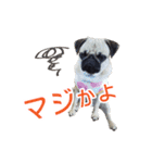 吉田さんちのあんずちゃん（個別スタンプ：11）
