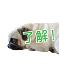 吉田さんちのあんずちゃん（個別スタンプ：13）