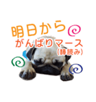 吉田さんちのあんずちゃん（個別スタンプ：14）