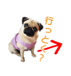 吉田さんちのあんずちゃん（個別スタンプ：16）