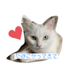 こふにゃん（個別スタンプ：1）