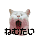 こふにゃん（個別スタンプ：5）