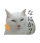 こふにゃん（個別スタンプ：6）