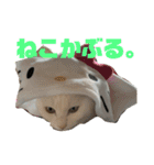 こふにゃん（個別スタンプ：8）