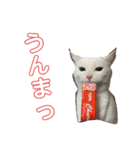 こふにゃん（個別スタンプ：9）