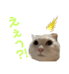 こふにゃん（個別スタンプ：11）