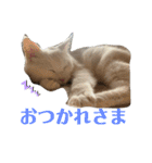 こふにゃん（個別スタンプ：12）