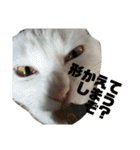こふにゃん（個別スタンプ：13）