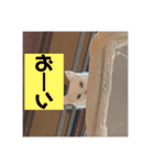 こふにゃん（個別スタンプ：18）