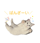 こふにゃん（個別スタンプ：21）