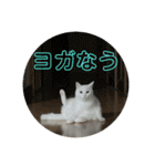 こふにゃん（個別スタンプ：22）