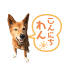 ビビり犬ミミちゃんのスタンプ【敬語多め】（個別スタンプ：1）