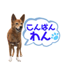 ビビり犬ミミちゃんのスタンプ【敬語多め】（個別スタンプ：2）