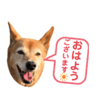 ビビり犬ミミちゃんのスタンプ【敬語多め】（個別スタンプ：3）