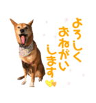 ビビり犬ミミちゃんのスタンプ【敬語多め】（個別スタンプ：4）