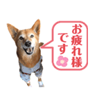ビビり犬ミミちゃんのスタンプ【敬語多め】（個別スタンプ：5）