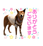 ビビり犬ミミちゃんのスタンプ【敬語多め】（個別スタンプ：6）