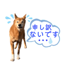 ビビり犬ミミちゃんのスタンプ【敬語多め】（個別スタンプ：7）