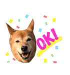 ビビり犬ミミちゃんのスタンプ【敬語多め】（個別スタンプ：8）