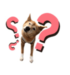 ビビり犬ミミちゃんのスタンプ【敬語多め】（個別スタンプ：11）