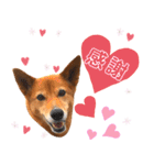 ビビり犬ミミちゃんのスタンプ【敬語多め】（個別スタンプ：13）