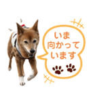 ビビり犬ミミちゃんのスタンプ【敬語多め】（個別スタンプ：15）
