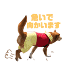 ビビり犬ミミちゃんのスタンプ【敬語多め】（個別スタンプ：16）