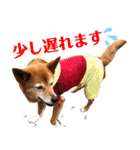 ビビり犬ミミちゃんのスタンプ【敬語多め】（個別スタンプ：17）