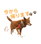 ビビり犬ミミちゃんのスタンプ【敬語多め】（個別スタンプ：18）