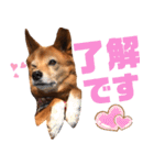 ビビり犬ミミちゃんのスタンプ【敬語多め】（個別スタンプ：19）