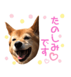 ビビり犬ミミちゃんのスタンプ【敬語多め】（個別スタンプ：20）