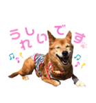 ビビり犬ミミちゃんのスタンプ【敬語多め】（個別スタンプ：21）