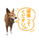 ビビり犬ミミちゃんのスタンプ【敬語多め】（個別スタンプ：25）