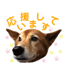 ビビり犬ミミちゃんのスタンプ【敬語多め】（個別スタンプ：26）