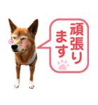 ビビり犬ミミちゃんのスタンプ【敬語多め】（個別スタンプ：27）