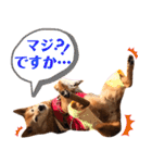 ビビり犬ミミちゃんのスタンプ【敬語多め】（個別スタンプ：28）
