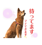 ビビり犬ミミちゃんのスタンプ【敬語多め】（個別スタンプ：29）