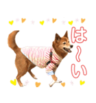 ビビり犬ミミちゃんのスタンプ【敬語多め】（個別スタンプ：31）