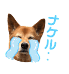 ビビり犬ミミちゃんのスタンプ【敬語多め】（個別スタンプ：32）