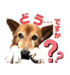ビビり犬ミミちゃんのスタンプ【敬語多め】（個別スタンプ：33）