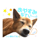 ビビり犬ミミちゃんのスタンプ【敬語多め】（個別スタンプ：34）
