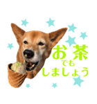 ビビり犬ミミちゃんのスタンプ【敬語多め】（個別スタンプ：35）