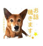 ビビり犬ミミちゃんのスタンプ【敬語多め】（個別スタンプ：36）