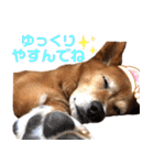 ビビり犬ミミちゃんのスタンプ【敬語多め】（個別スタンプ：37）