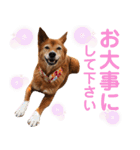 ビビり犬ミミちゃんのスタンプ【敬語多め】（個別スタンプ：38）