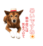 ビビり犬ミミちゃんのスタンプ【敬語多め】（個別スタンプ：39）